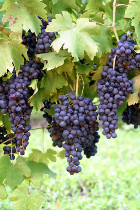 HangingGrapes